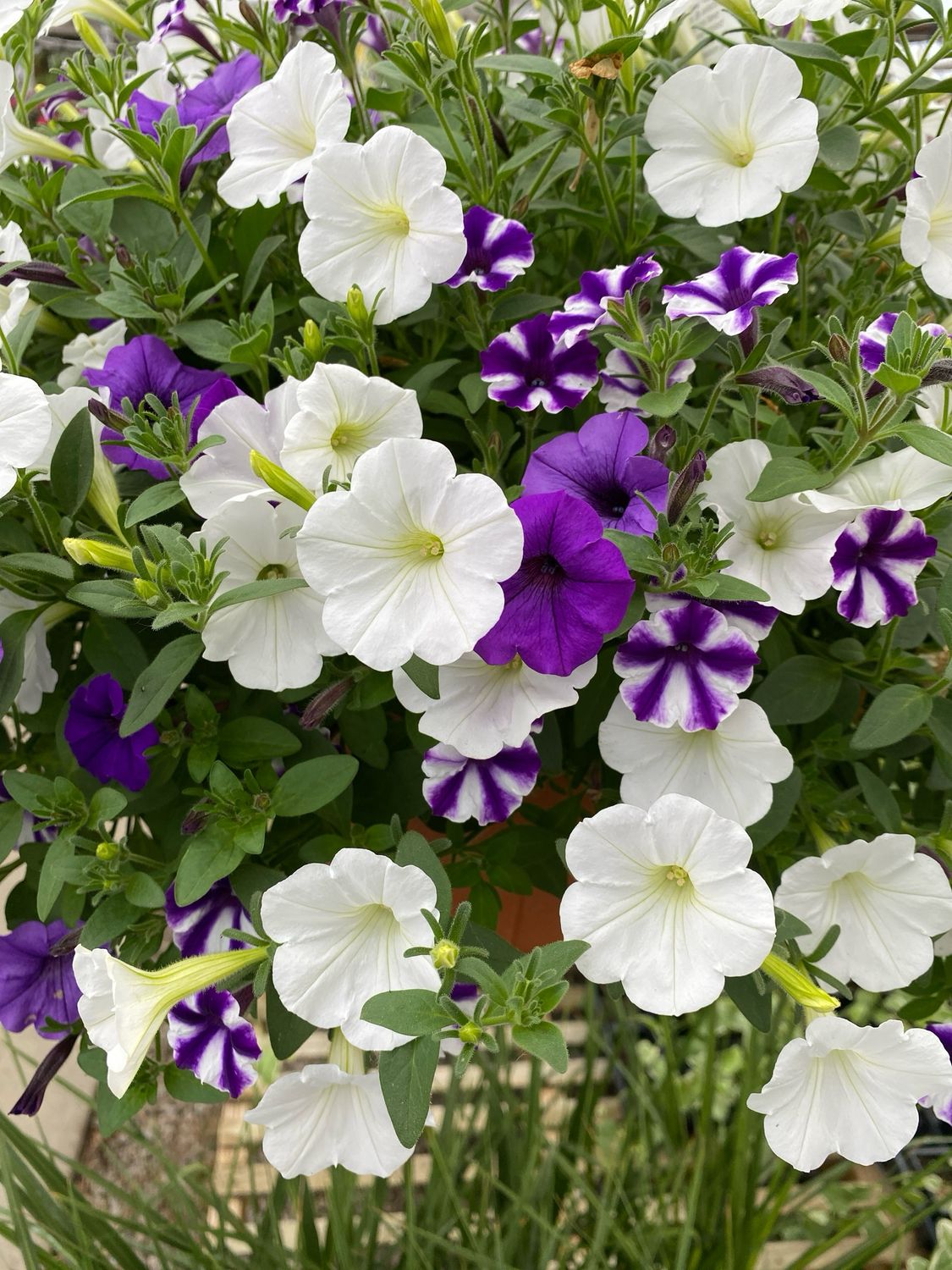 Misty Seas (12" Hanging Basket) $45