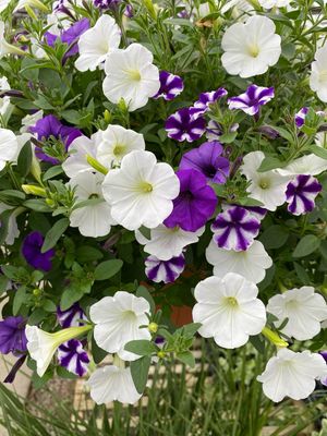 Misty Seas (12" Hanging Basket) $45