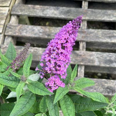 Buddleia Pugster PERIWINKLE Butterfly Bush PW (3 gallon) $59.99