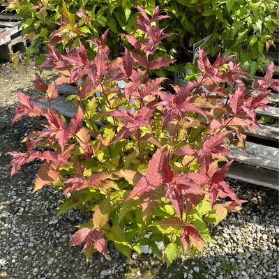 Diervilla Kodiak RED PW (3 gallon) $52.99