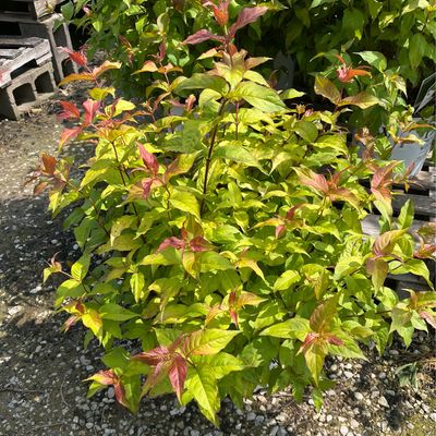 Diervilla Kodiak FRESH PW (3 gallon) $52.99