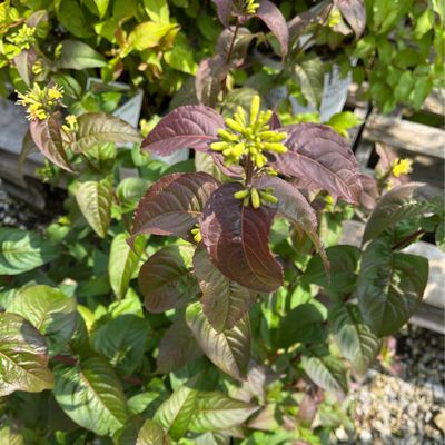 Diervilla Kodiak BLACK PW (3 gallon) $52.99