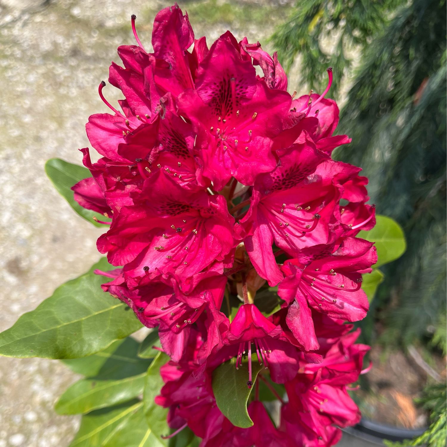 Rhododendron Nova Zembla (3 gallon) $69.99