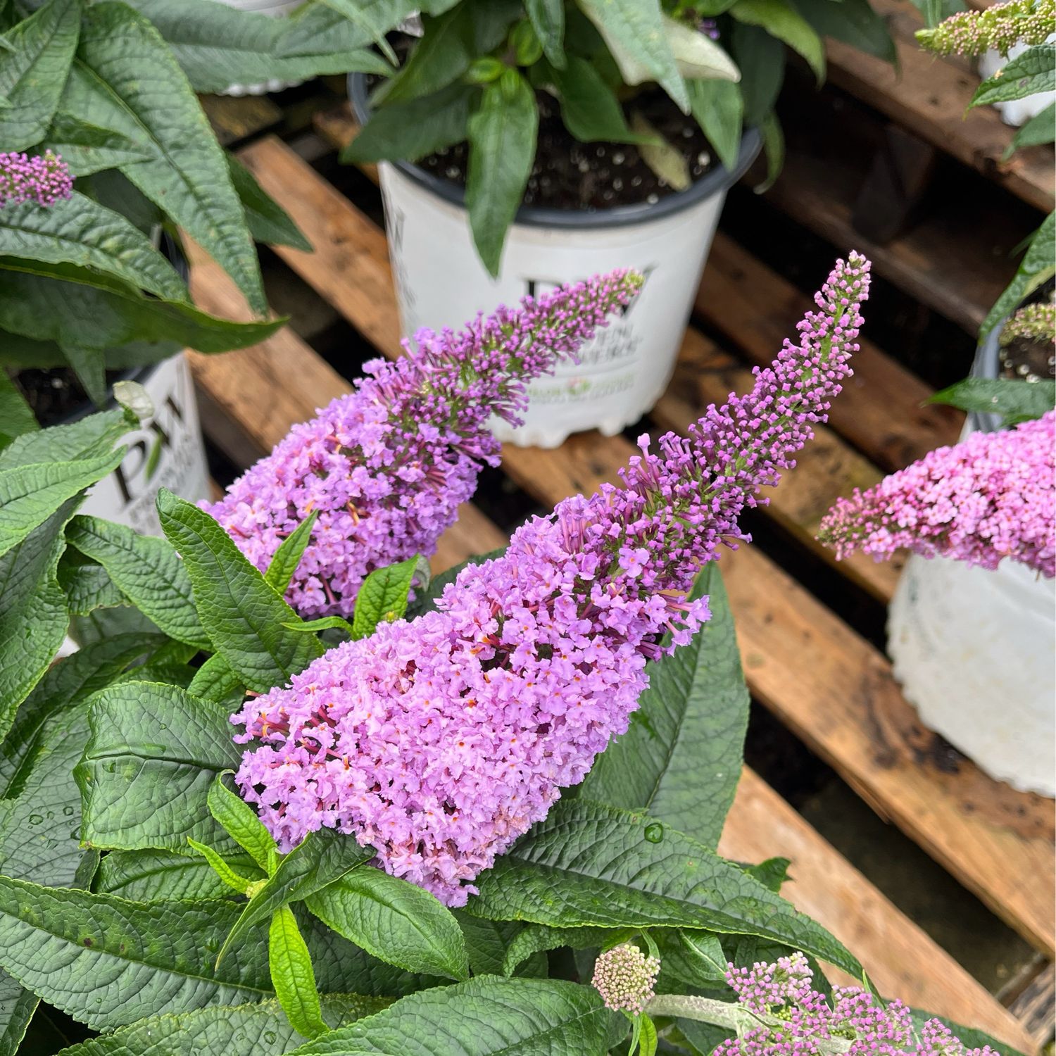 Buddleia Pugster AMETHYST Butterfly Bush (1 gallon) $29.99