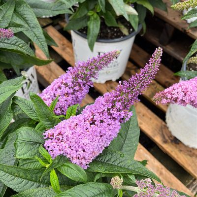 Buddleia Pugster AMETHYST Butterfly Bush (1 gallon) $29.99