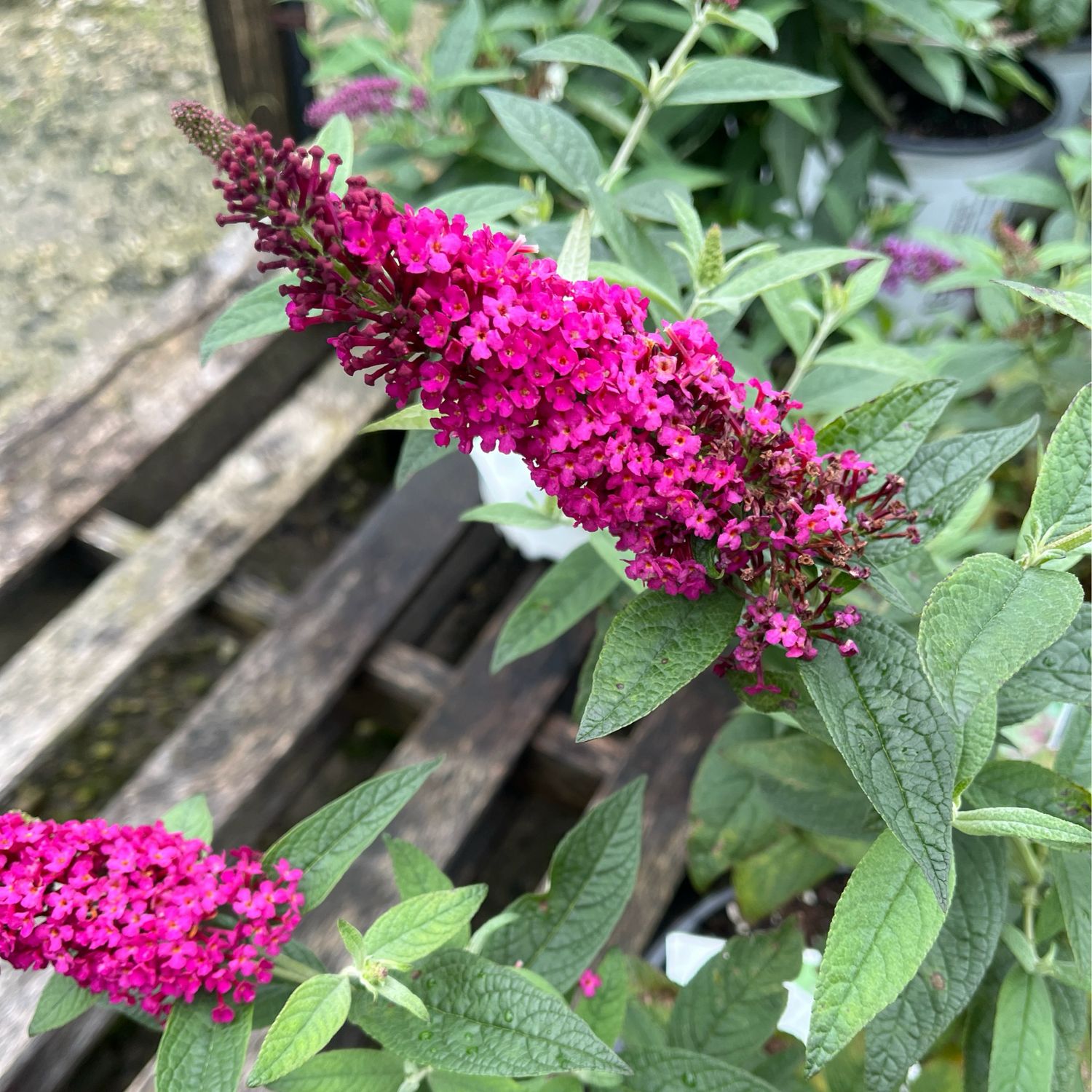 Buddleia Miss MOLLY Butterfly Bush PW (3 gallon) $49.99