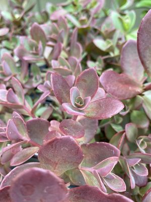 Sedum Firecracker Sunsparkler Stonecrop (quart perennial) $11.99