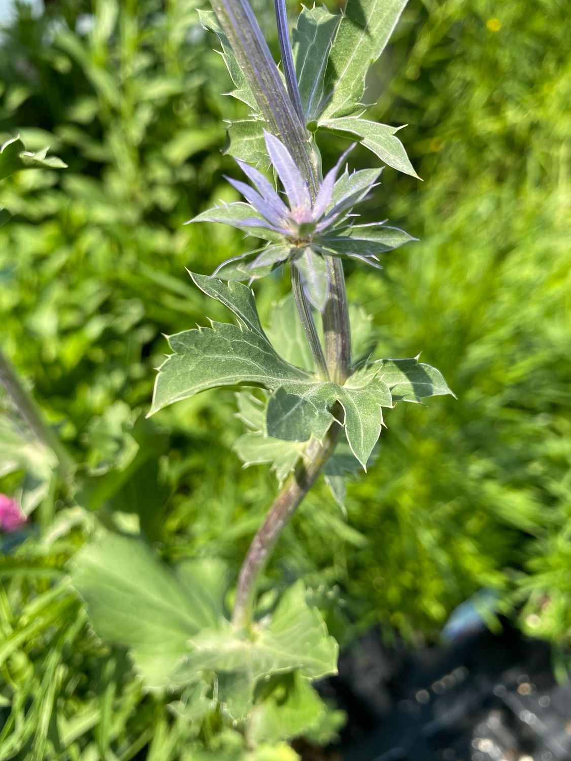 Eryngium Blue Glitter Sea Holly (quart perennial) $11.99
