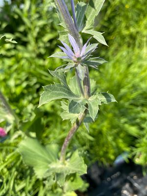 Eryngium Blue Glitter Sea Holly (quart perennial) $11.99