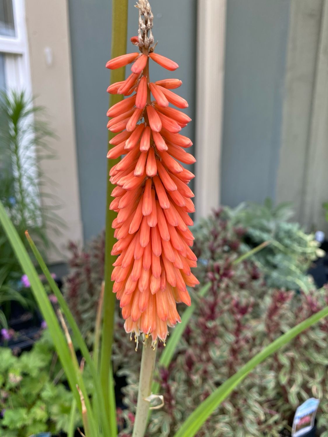 Kniphofia Red Hot Poker Flamenco (quart perennial) $9.99