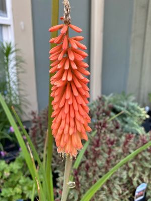 Kniphofia Red Hot Poker Flamenco (quart perennial) $11.99