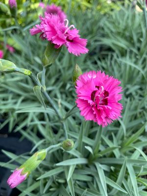Dianthus PP Goody Gumdrop (quart perennial) $9.99