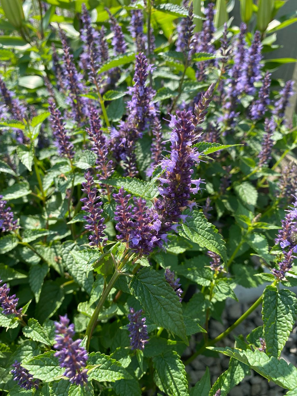 Agastache Little Adder Hyssop Hummingbird Mint (gallon perennial) $19.99