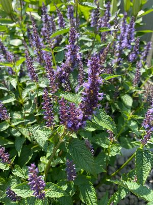 Agastache Little Adder Hyssop Hummingbird Mint (gallon perennial) $19.99