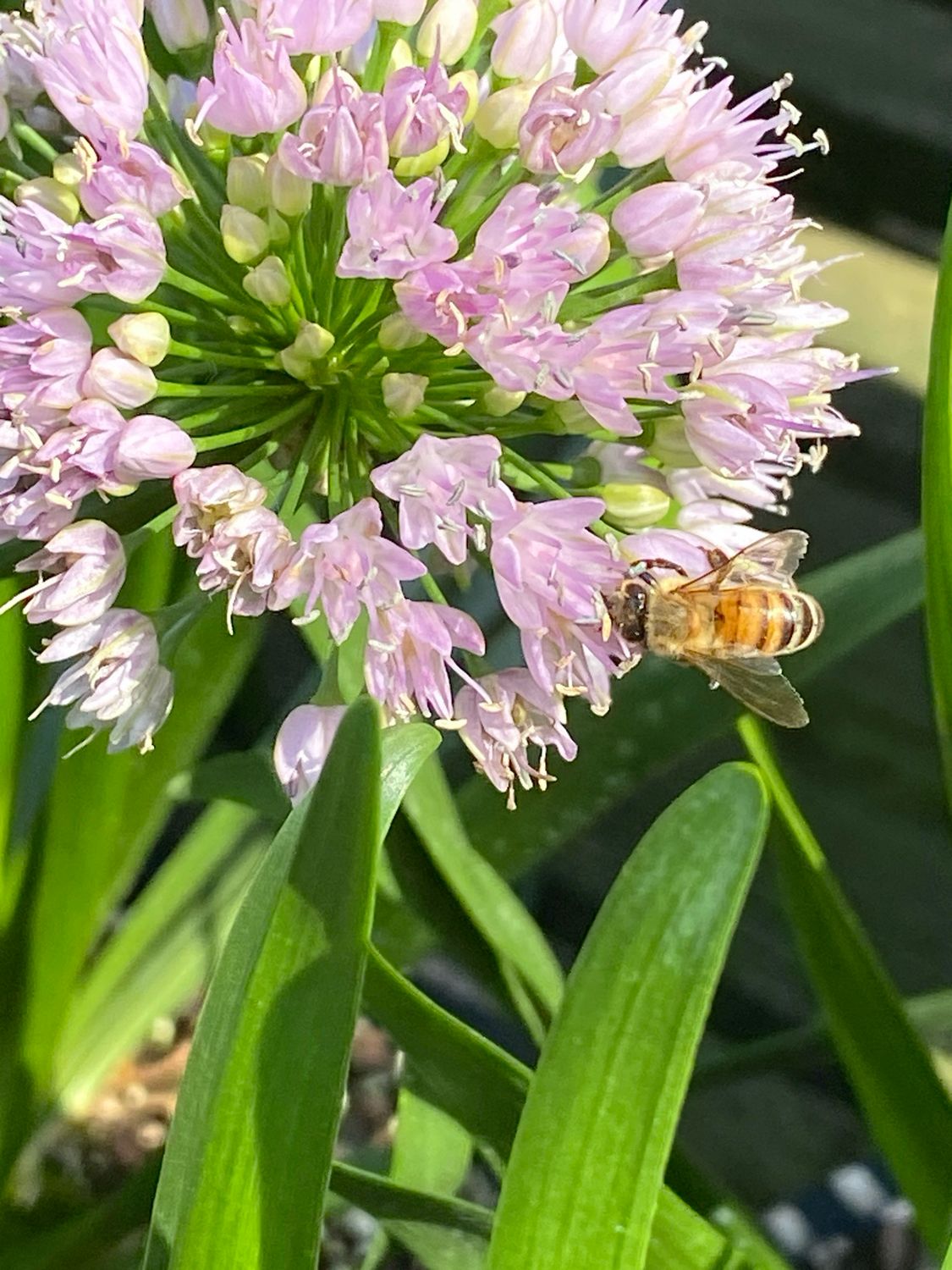 Allium Summer Beauty Ornamental Onion (gallon perennial) $21.99