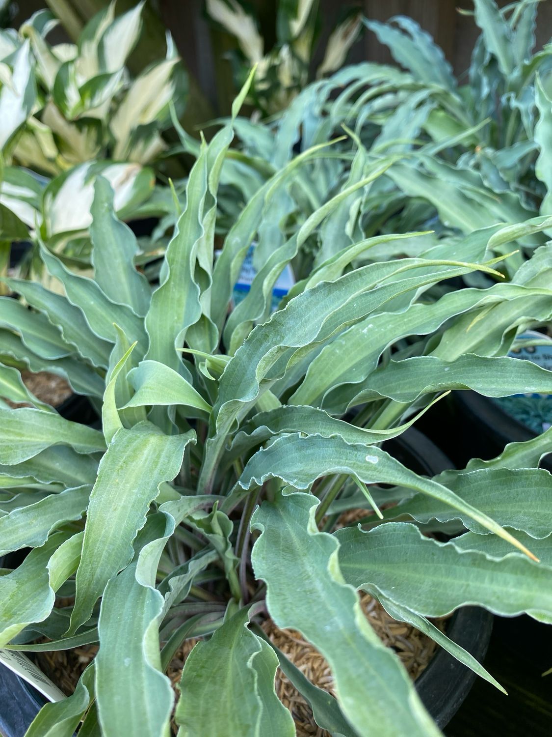 Hosta Silly String Plantain Lily (gallon perennial) $19.99