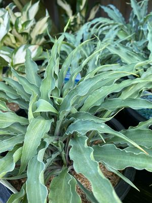 Hosta Silly String Plantain Lily (gallon perennial) $19.99