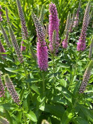 Veronica Magic Show Pink Potion Speedwell (gallon perennial) $23.99