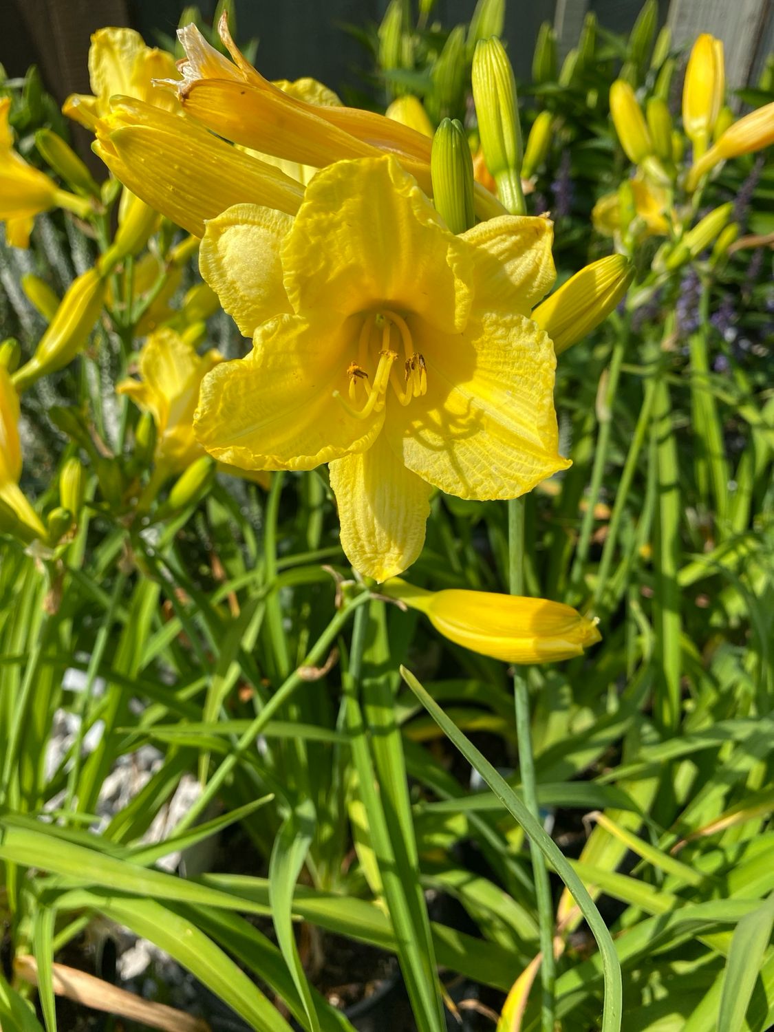 Hemerocallis Happy Returns Daylily (gallon perennial) $17.99