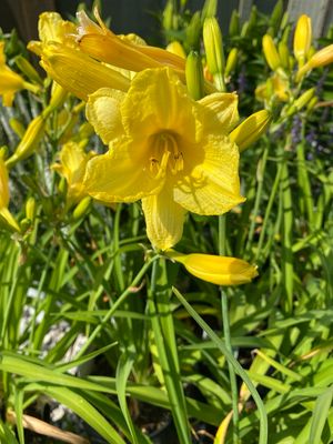 Hemerocallis Happy Returns Daylily (gallon perennial) $17.99