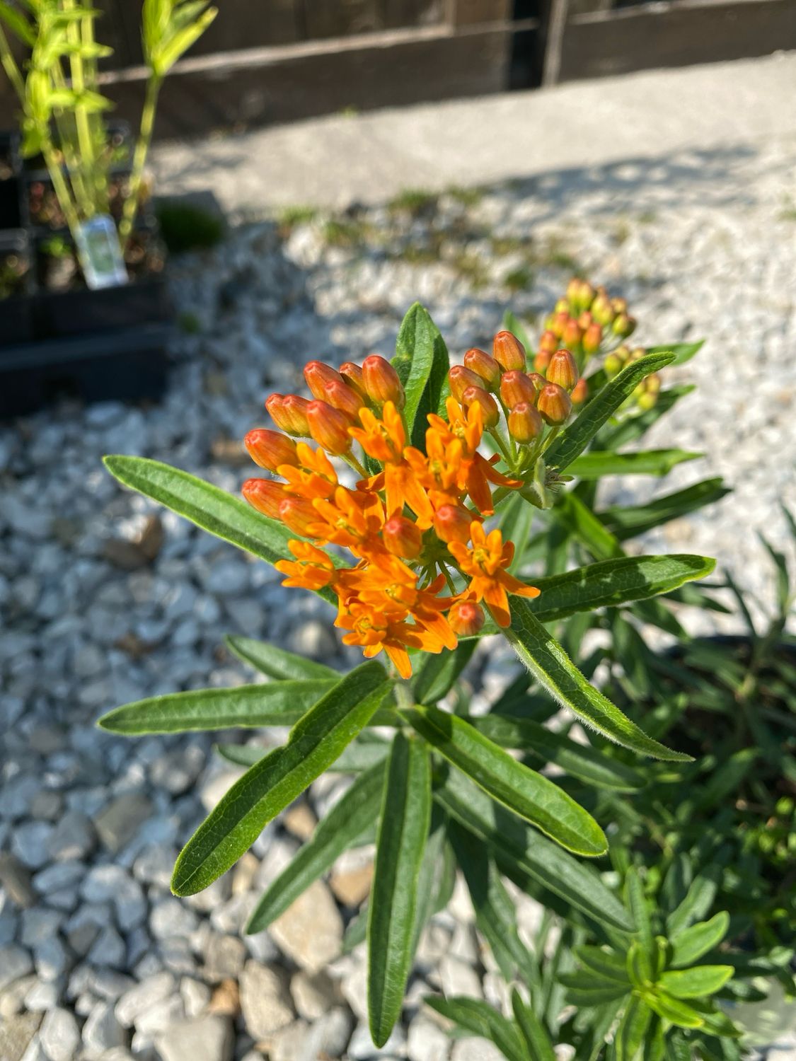Asclepias tuberosa Butterfly Weed (gallon perennial) $21.99