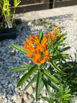 Asclepias tuberosa Butterfly Weed (gallon perennial) $21.99