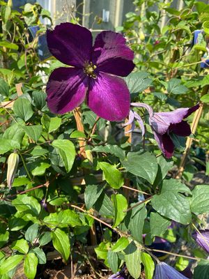 Clematis Happy Jack Purple (gallon perennial) $35.99