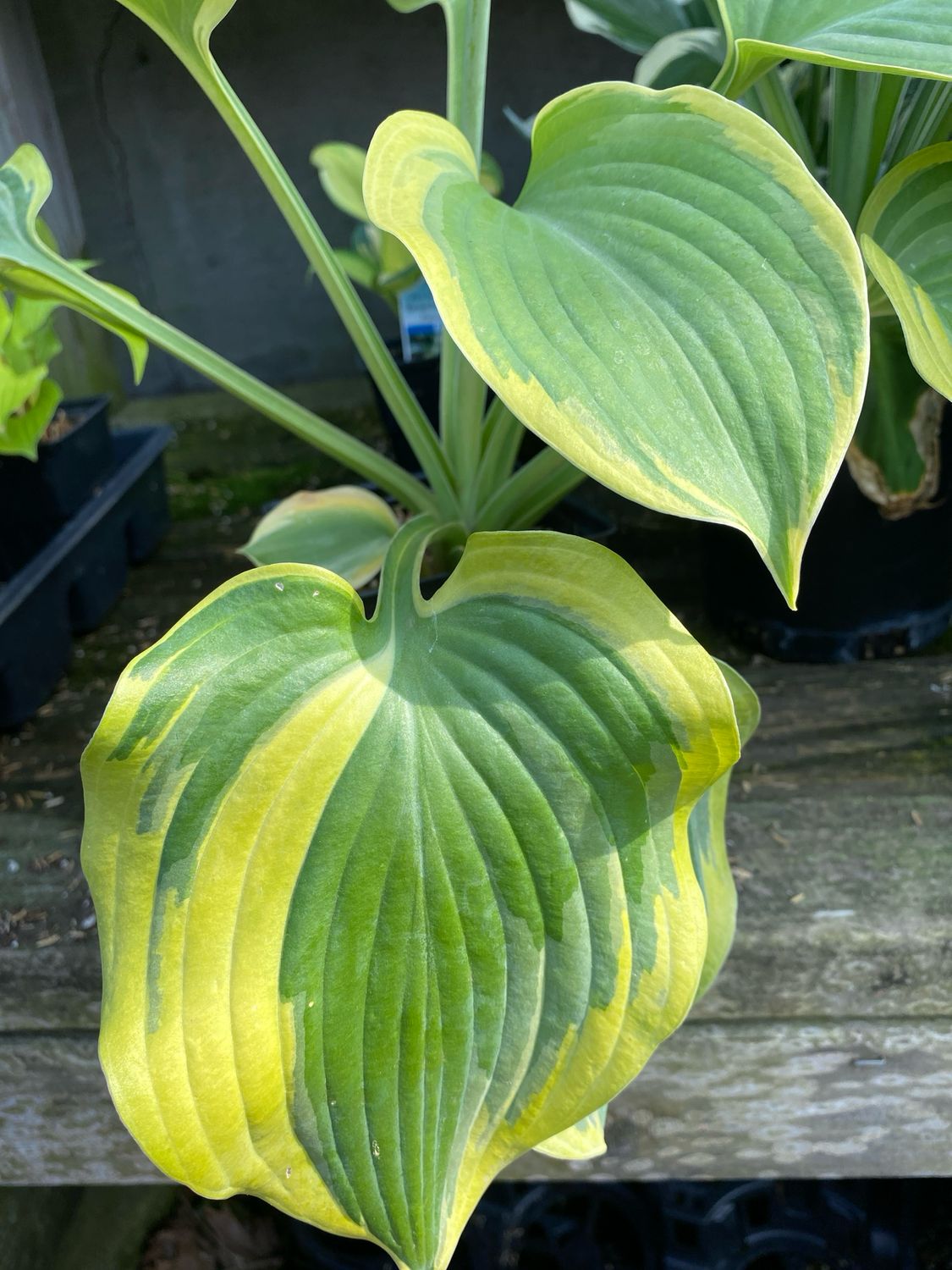 Hosta Earth Angel Plantain Lily (quart perennial) $9.99