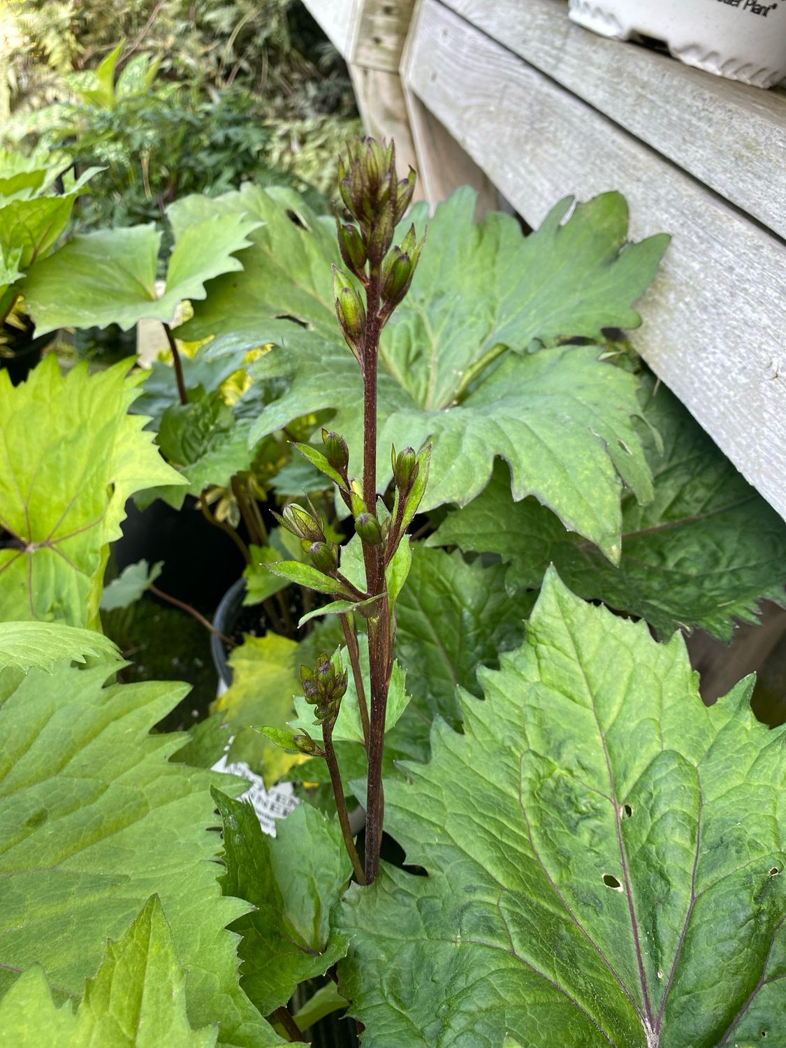 Ligularia Bottle Rocket Ragwort (gallon perennial) $27.99