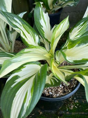 Hosta Loyalist Plantain Lily (gallon perennial) $17.99