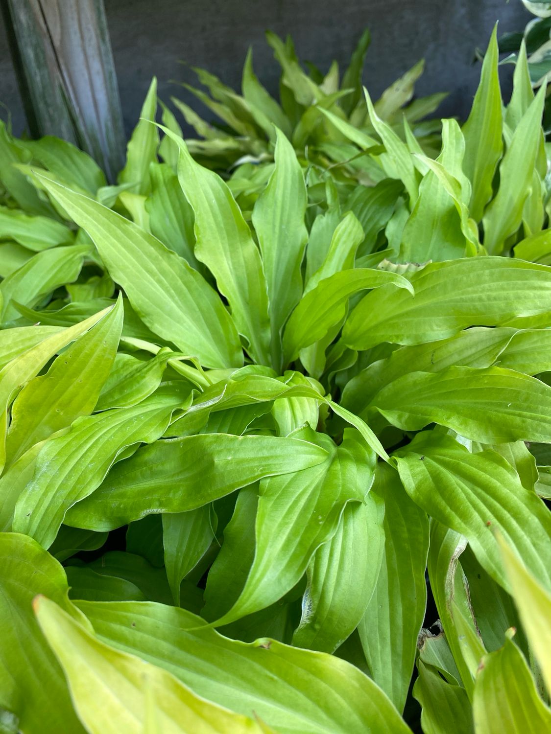 Hosta Time in a Bottle Plantain Lily (gallon perennial) $24.99