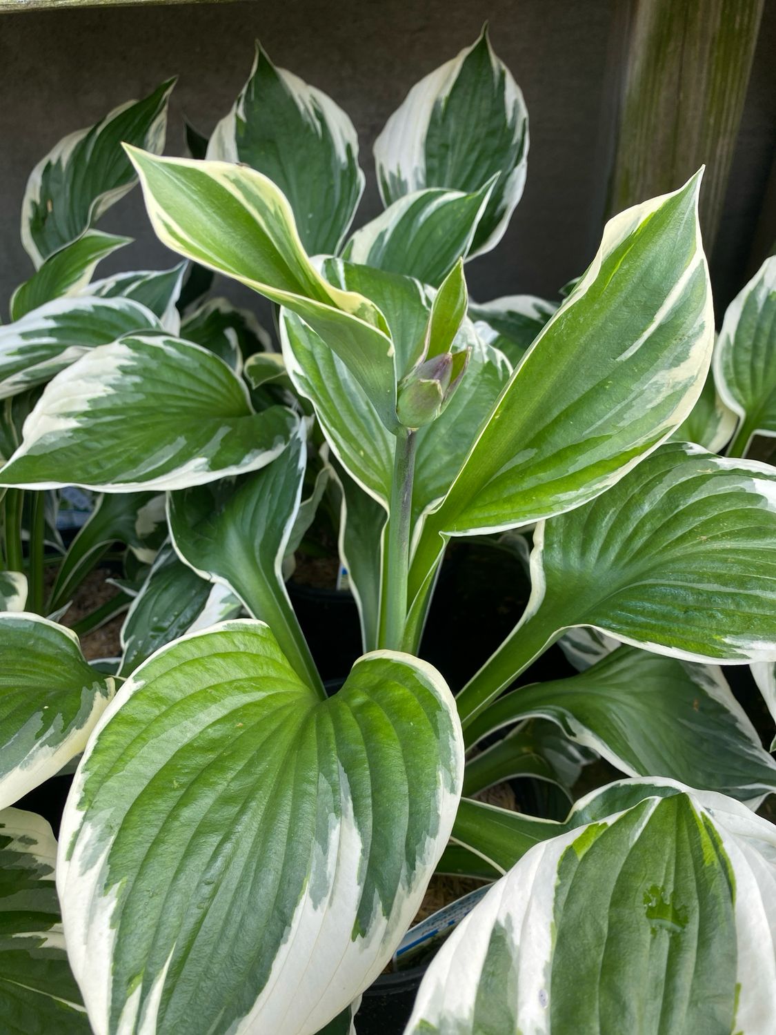 Hosta Patriot Plantain Lily (gallon perennial) $17.99