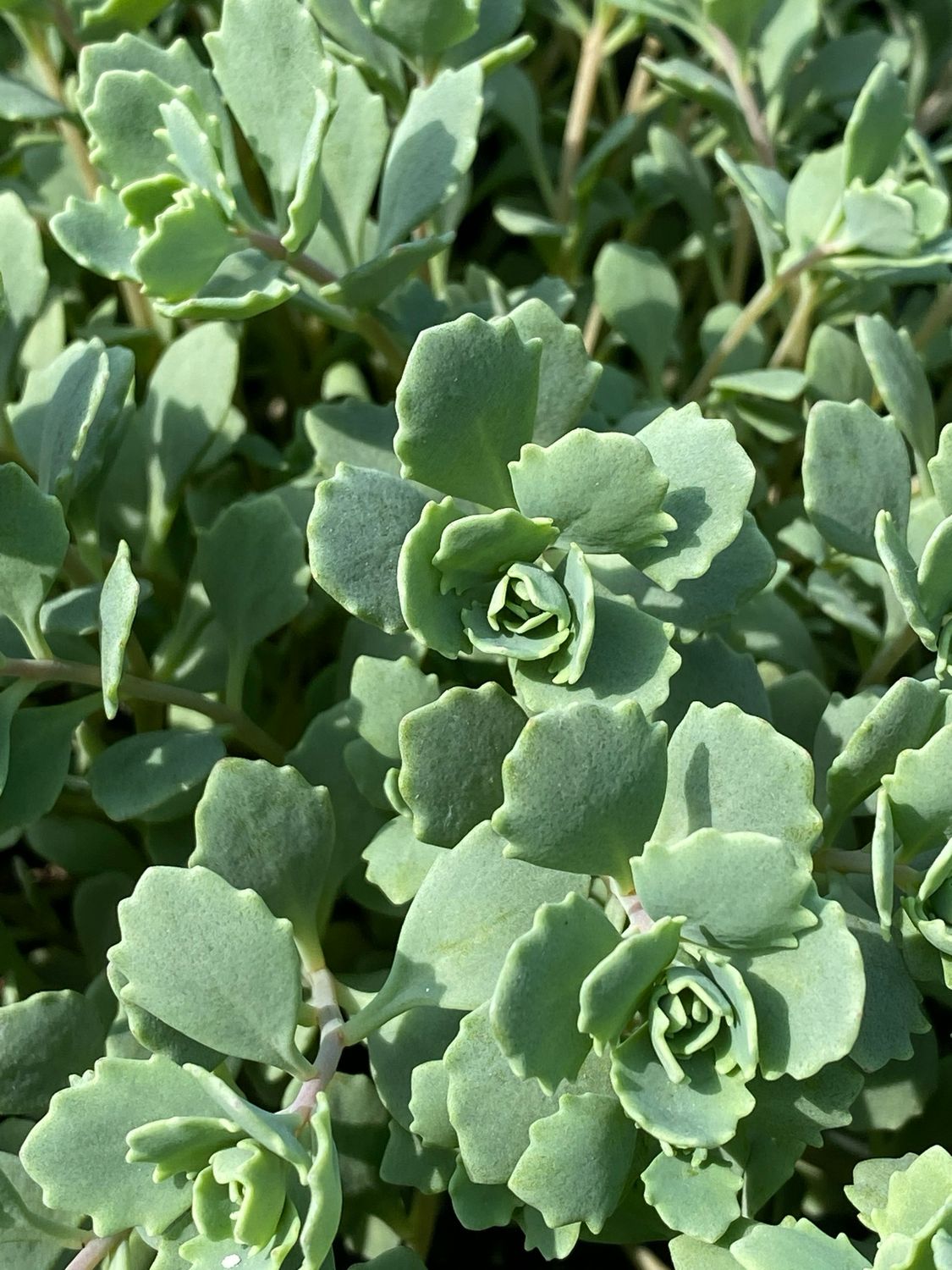 Sedum Steel the Show Stonecrop (gallon perennial) $24.99