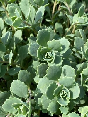 Sedum Steel the Show Stonecrop (gallon perennial) $24.99