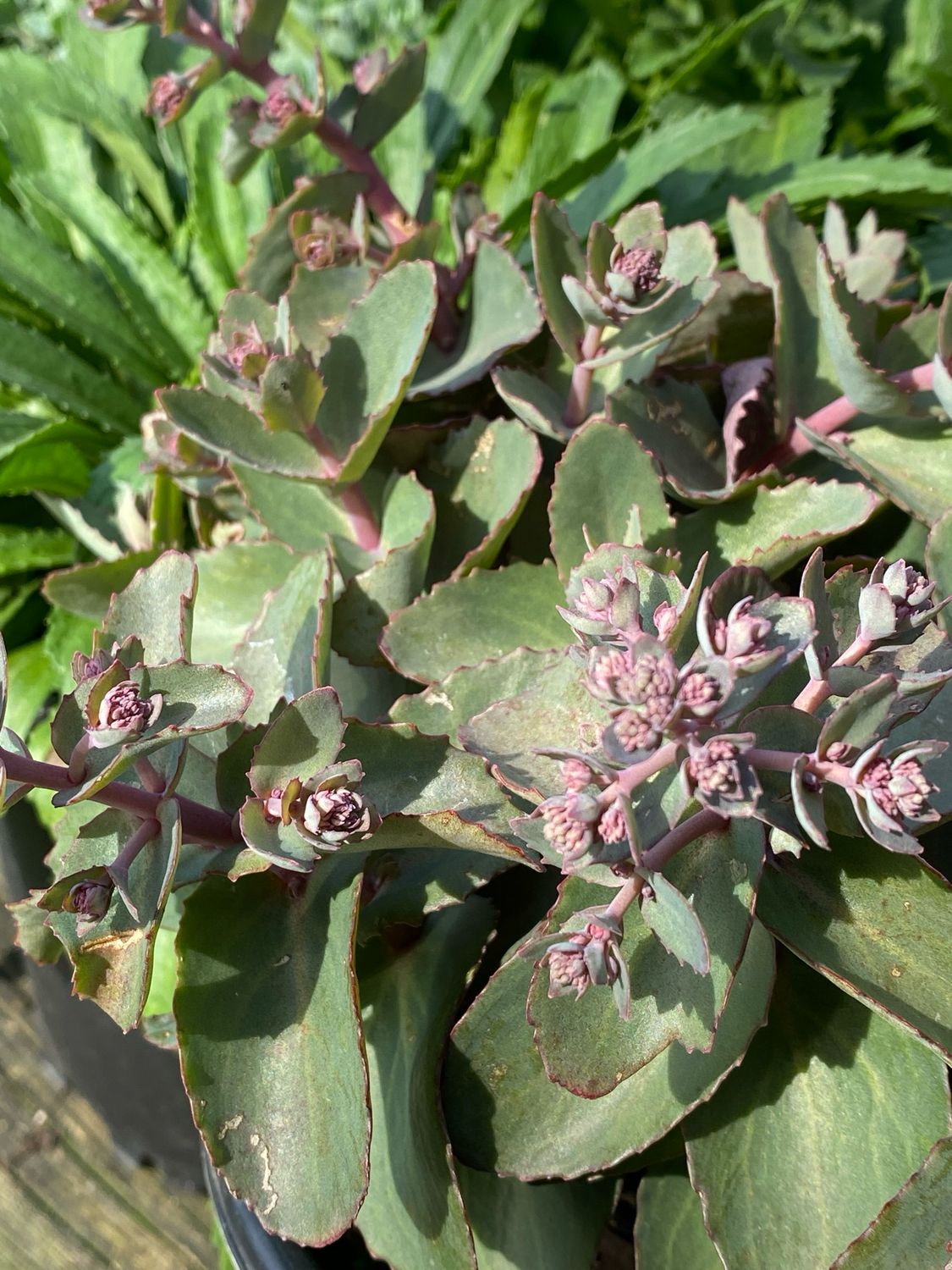 Sedum Coral Jade Rock 'N Grow Stonecrop (gallon perennial) $29.99