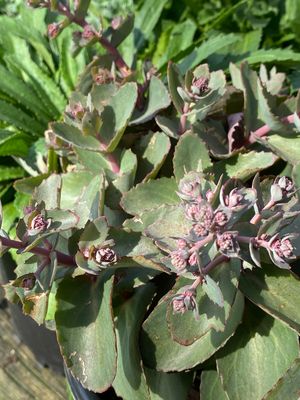 Sedum Coral Jade Rock 'N Grow Stonecrop (gallon perennial) $29.99