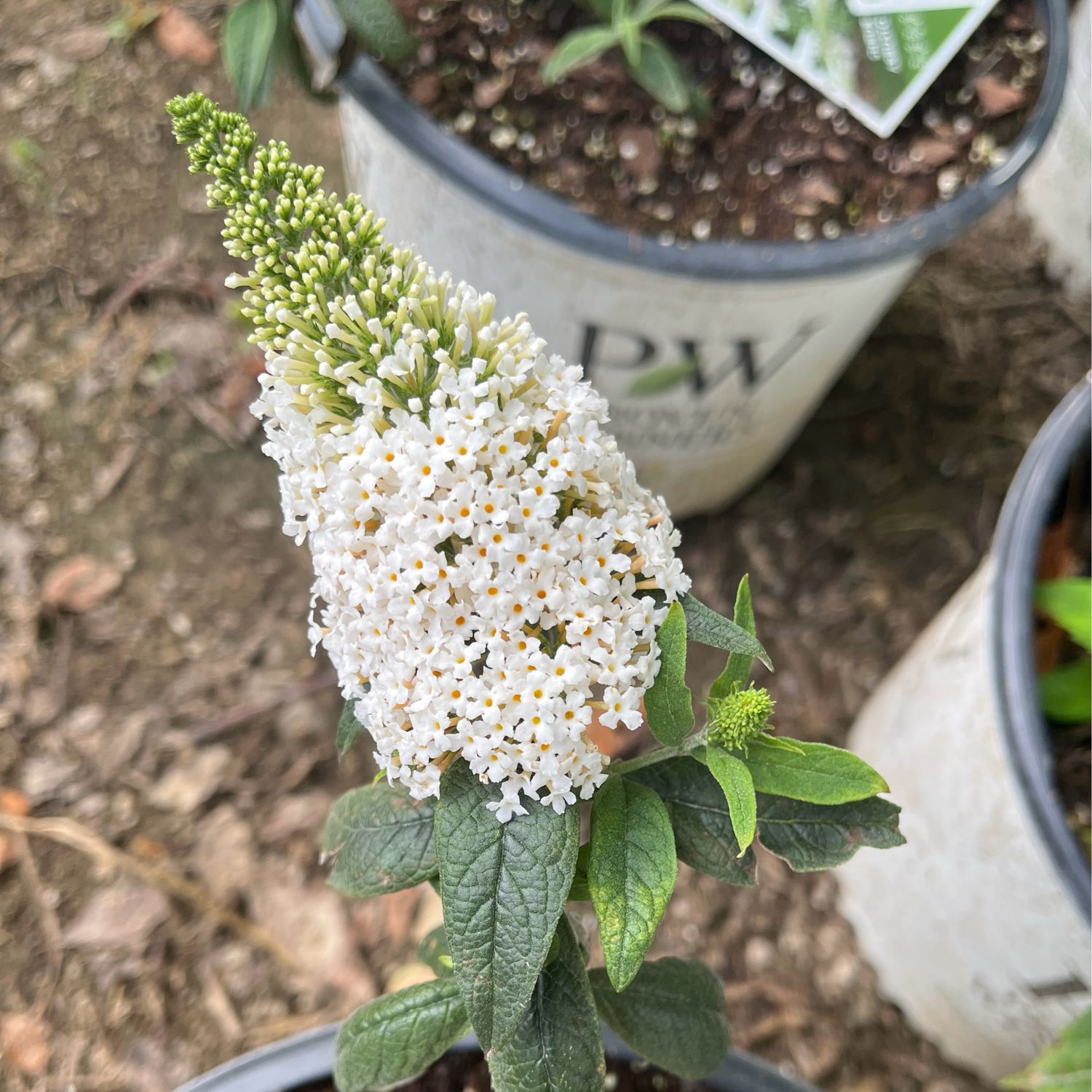 Buddleia Pugster WHITE Butterfly Bush PW (1 gallon) $29.99