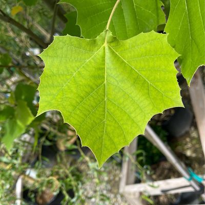 Sycamore Exclamation (15 gallon) $159.99