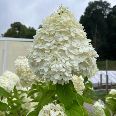 Hydrangea Tree Limelight PW (7 gallon) $199.99