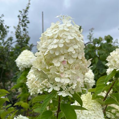 Hydrangea Tree Limelight PW (15 gallon) $229.99