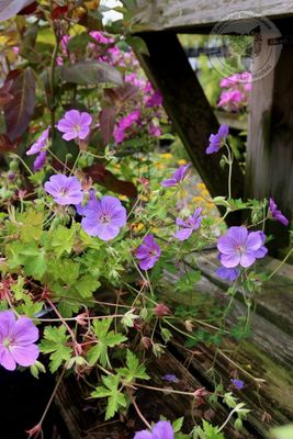 Geranium Rozanne Cranesbill (gallon perennial) $25.99