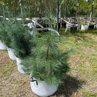 Pine White pinus strobus (20 gallon 3’-4’) $129.99