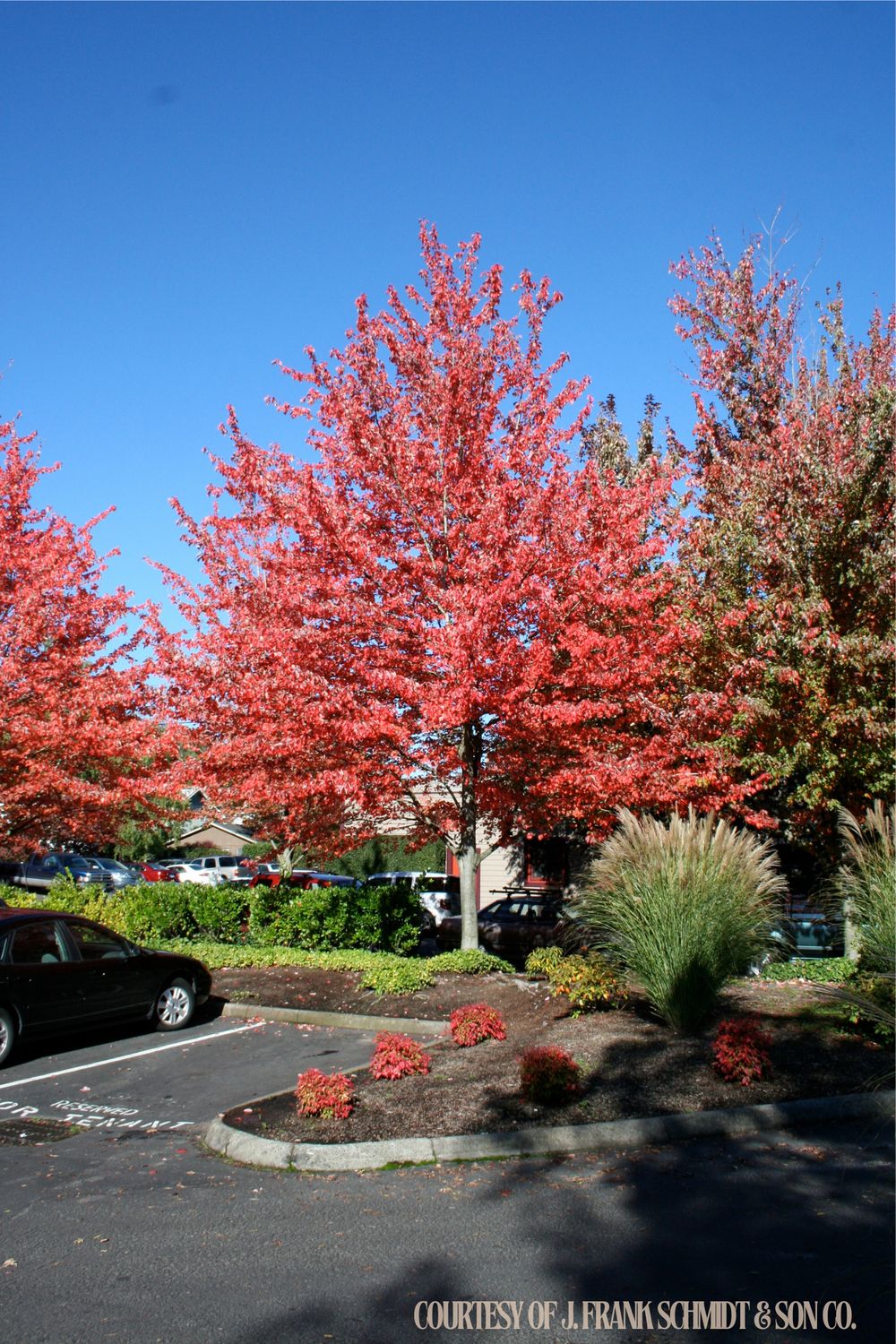 Maple Red Sunset (45 gallon) $299.99