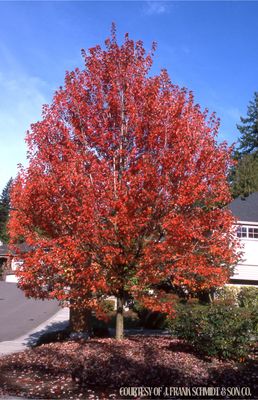Maple Autumn Blaze (45 gallon) $299.99