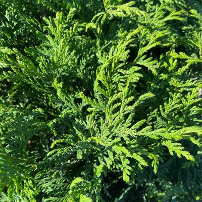 Chamaecyparis Soft Serve PW (15 gallon) $99.99