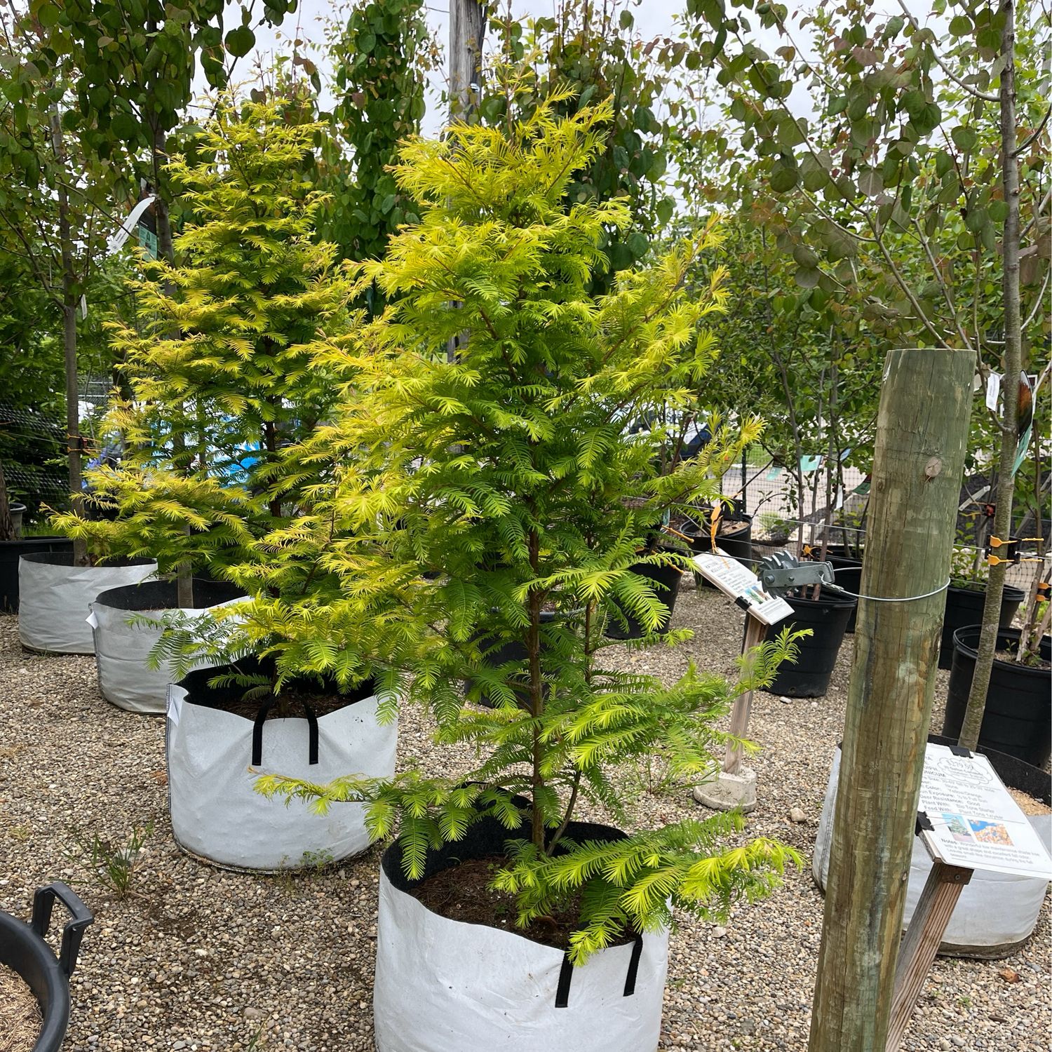 Redwood Amber Glow (15 gallon) $199.99