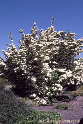 Dogwood Chinese Kousa Cornus (15 gallon) $199.99