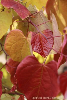 Redbud Flame Thrower (15 gallon) $249.99