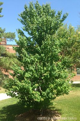 Katsura Tree KOOLDAK KoolKat (15 gallon) $279.99