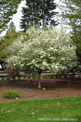 Crabapple Lollipop Malus (15 gallon) $199.99